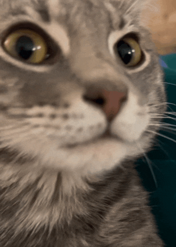 a close up of a cat 's face with a blue background