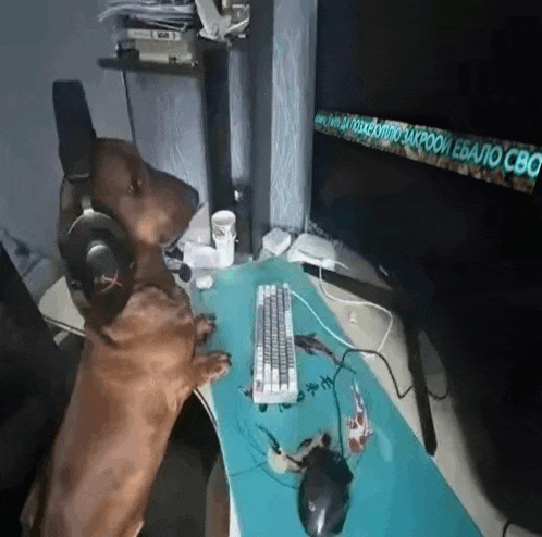 a dog wearing headphones sits at a desk in front of a monitor