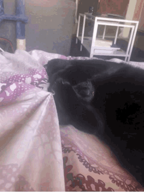 Embarrassed Cat GIF - Embarrassed Cat Black Cat GIFs