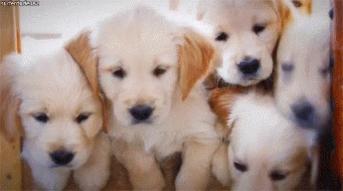 Puppies GIF - Puppies Cute Dogs GIFs