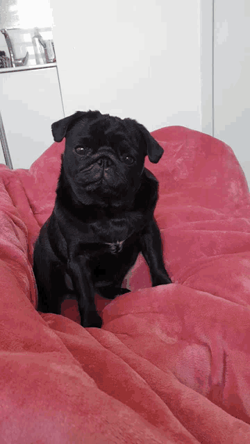 a black pug laying on a pink blanket