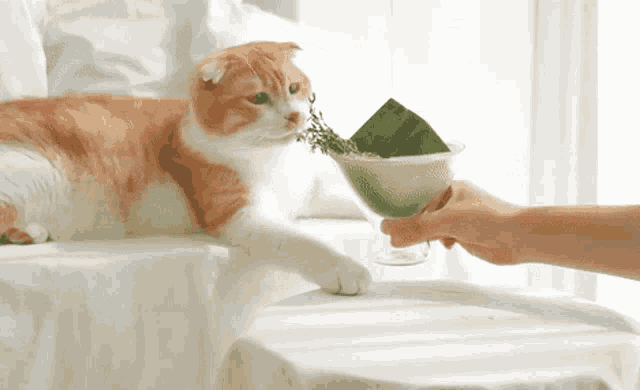 a cat laying on a bed reaches for a martini glass