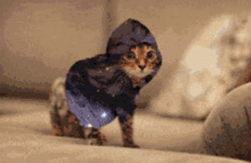 Funny Cat Best Day Ever GIF - Funny Cat Best Day Ever Jacket GIFs
