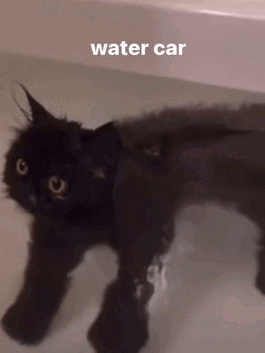 Water Cat Cat Bath GIF - Water Cat Cat Cat Bath GIFs