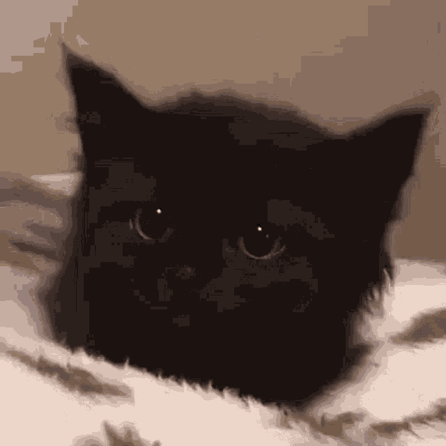 Quiet Cat GIF - Quiet Cat GIFs