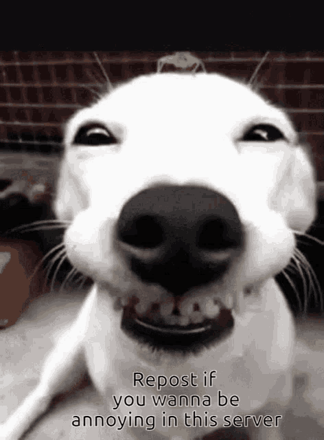 Dog Annoying GIF - Dog Annoying Sever GIFs