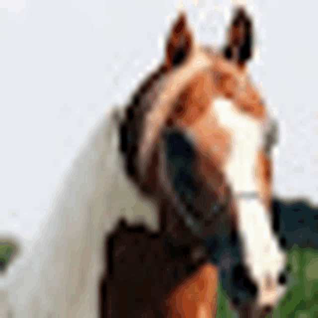 a brown and white horse is standing in front of a white background .