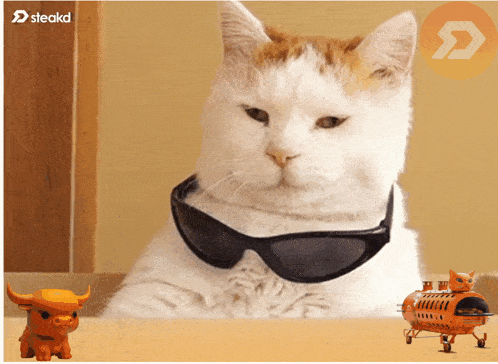 Trader Cat Steakd GIF - Trader Cat Steakd Sdx Buy Cat GIFs