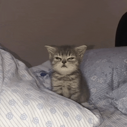 a kitten sitting on a bed with a striped blanket