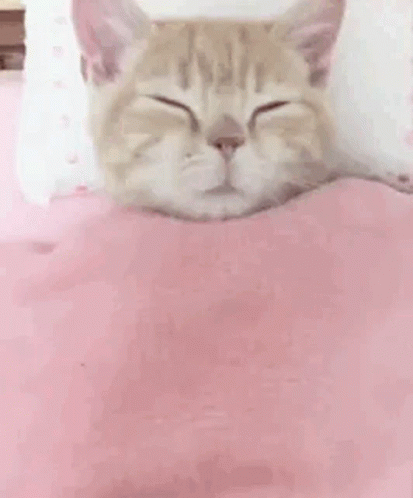 2seokerrr Cat GIF - 2seokerrr Cat Sleepy GIFs