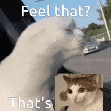 a cat is looking out of a car window and says feel that that 's