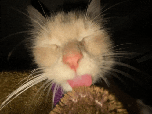 a cat with its eyes closed licking its nose