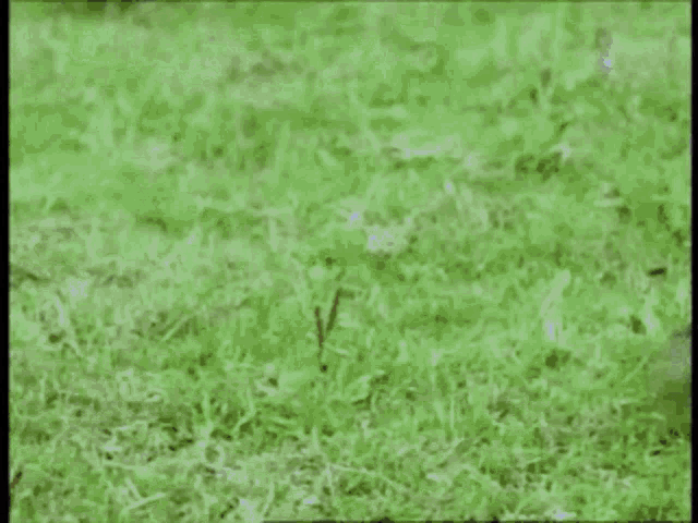 a close up of a person 's foot standing on a lush green field .
