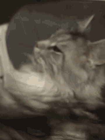 a close up of a cat 's face with a blurry background