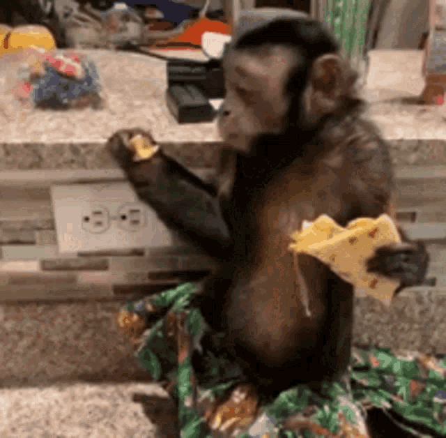 Hungry Monkey GIF - Hungry Monkey Eat GIFs