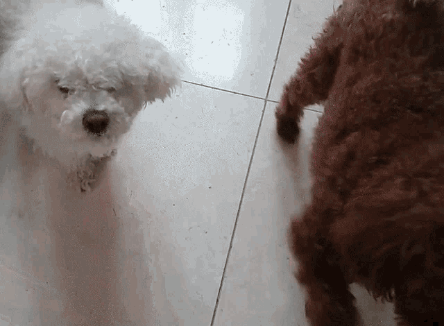 a white dog and a brown dog are on a tiled floor