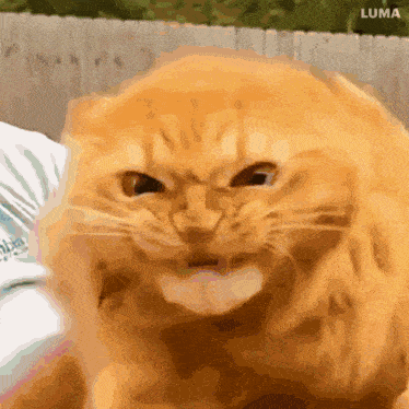 a close up of a cat 's face with a luma logo in the corner