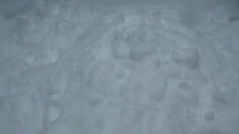 Snow Dog GIF - Snow Dog Pop Out GIFs