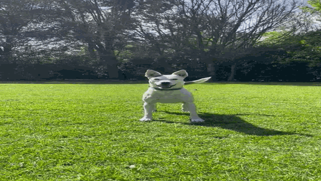 a small white dog is standing in the grass looking up at the camera