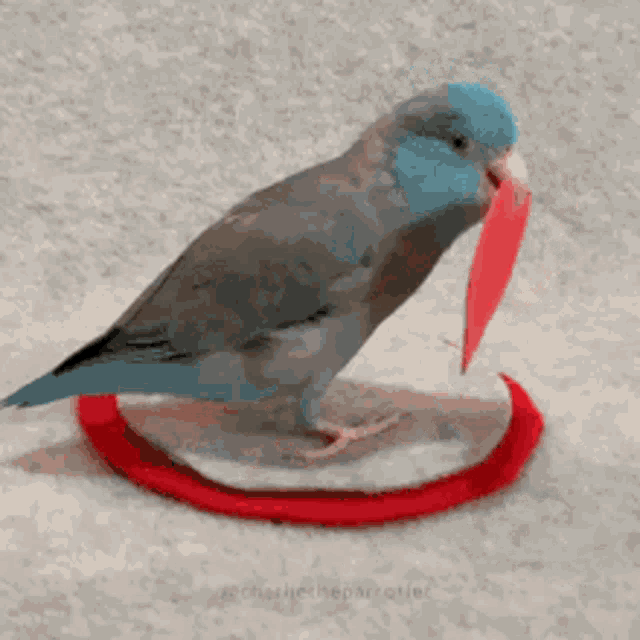 Blue Bird GIF - Blue Bird GIFs