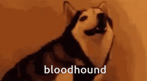 Bloodhound Rn Be Like Husky Quish But Its Bloodhound GIF - Bloodhound Rn Be Like Husky Quish But Its Bloodhound Bloodhound GIFs