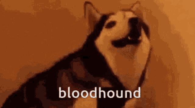 a dog is standing in front of a wall with the words bloodhound written on it .