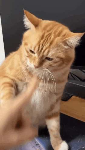 a person is petting an orange and white cat on a desk .