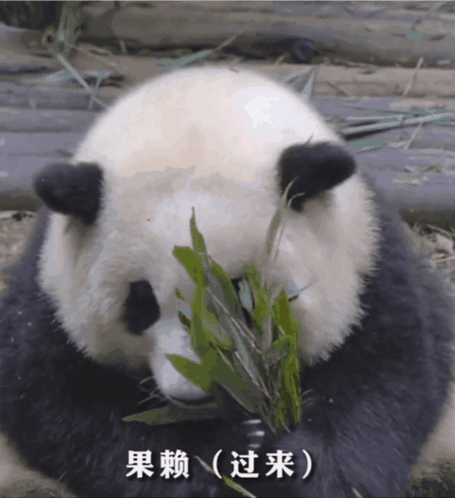 Huahua Panda GIF