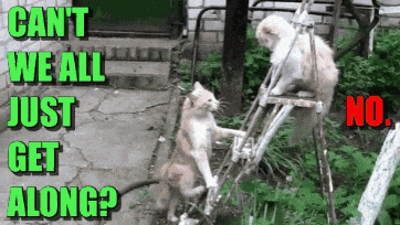 two cats standing next to each other with the words can t we all just get along in green
