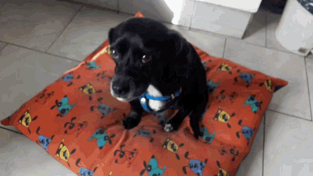a small black dog is sitting on an orange pillow