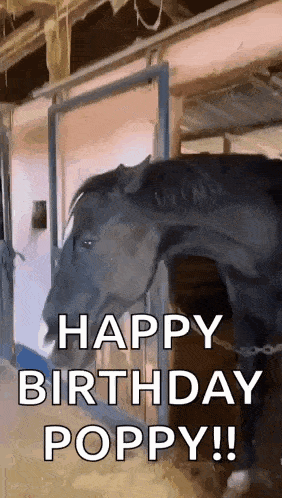 a horse is standing in a stable with the words `` happy birthday poppy ! ''