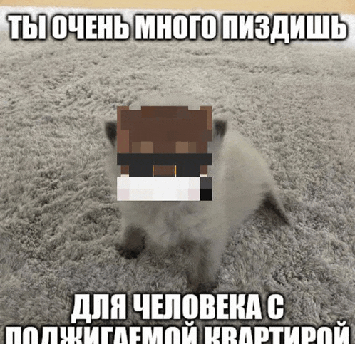 a kitten with a minecraft character on it 's head
