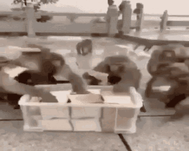a group of monkeys are gathered around a plastic container filled with books .