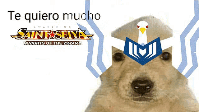 a dog wearing a helmet with the words te quiero mucho on the bottom