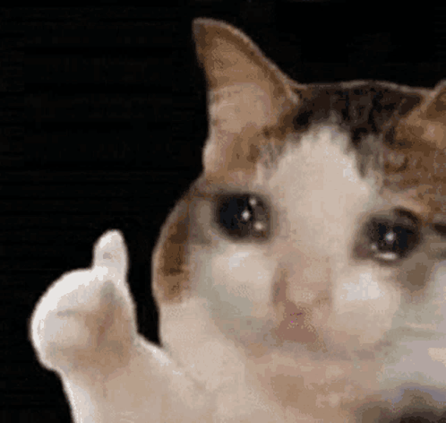 Cat Thumbs Up GIF - Cat Thumbs Up GIFs