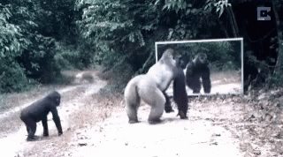 Funny Animals Gorilla GIF