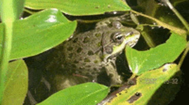 a frog is sitting in the water surrounded by green leaves