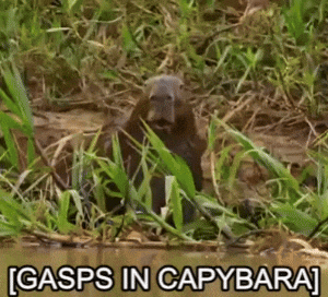 a beaver is standing in the grass next to a body of water with the caption gasps in capybara .