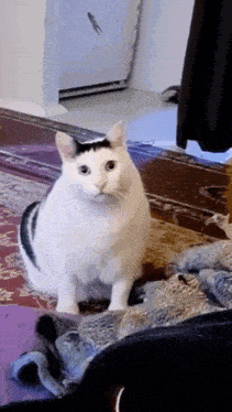 a black and white cat is sitting on a rug