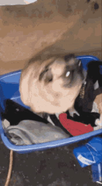 a pug dog is laying in a blue container with clothes