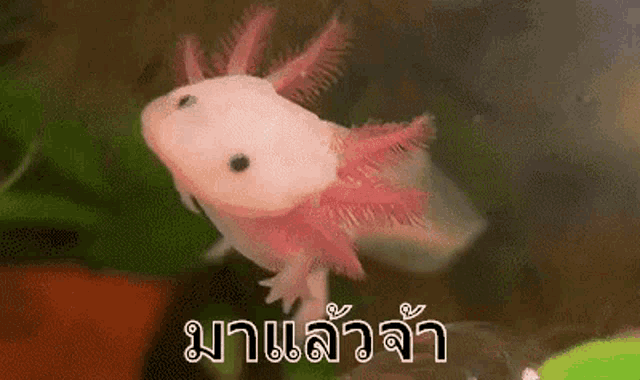a pink axolotl is swimming in a tank of water with a foreign language .