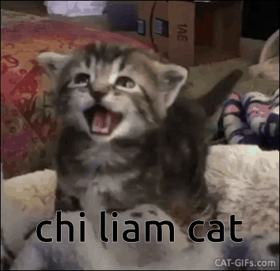 Chi Cat Chichi Cat GIF - Chi Cat Chichi Cat Liam Cat GIFs