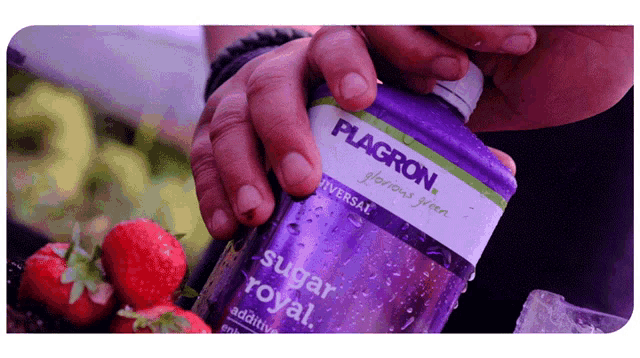 Plagron Sugar Royal GIF - Plagron Sugar Royal Open GIFs