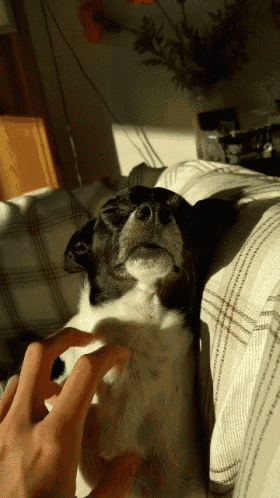 a person petting a small black and white dog