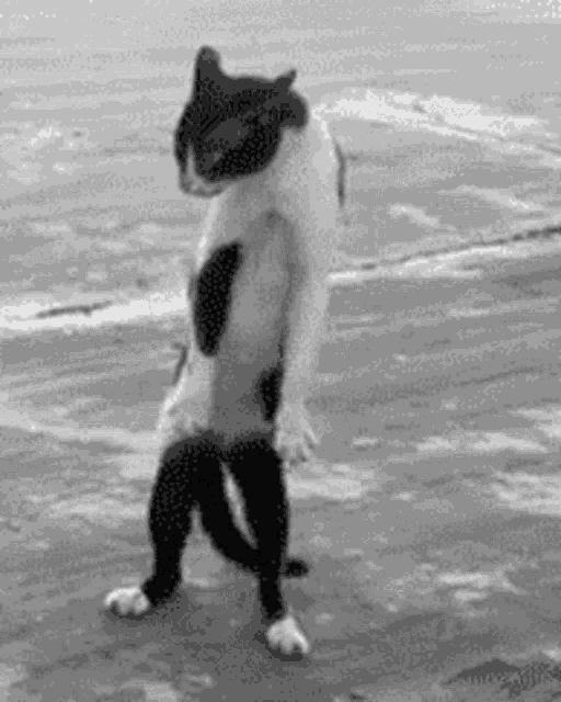 a black and white photo of a cat walking on its hind legs on the beach .