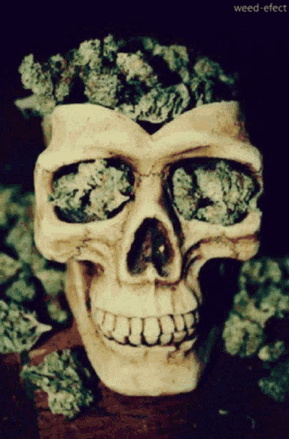 a skull with marijuana in it 's eyes and the words weed-effect on the bottom