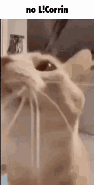 a close up of a cat drinking water from a faucet