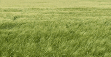 a field of green wheat blowing in the wind .