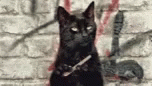 Cat Black GIF - Cat Black Paws GIFs