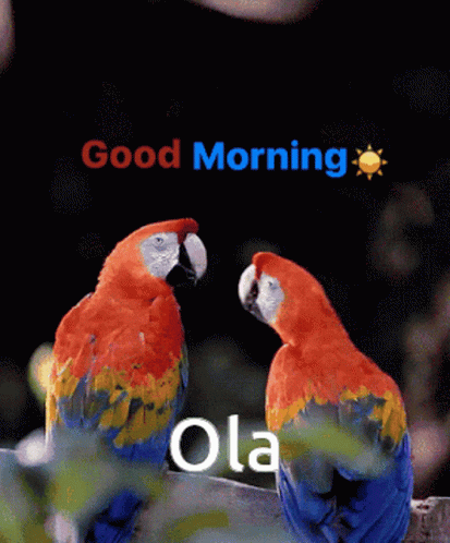 Good Morning Parrot GIF - Good Morning Parrot Cute GIFs